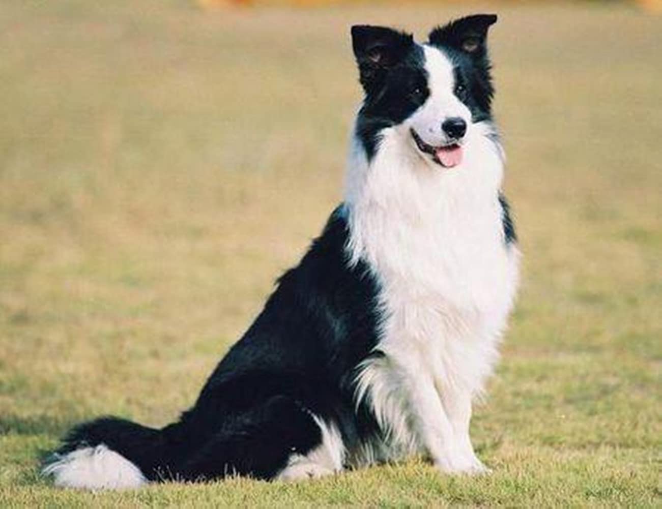 Simulation Border Collie Plush Toy, Standing Border Collie Puppy Dog Stuffed Animal